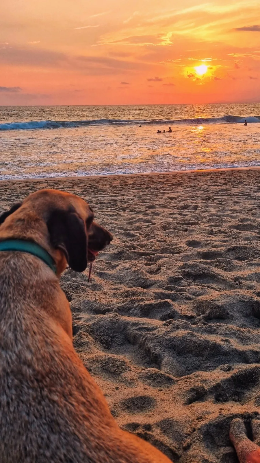 Un perro mirando el atardecer en la playa