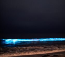 Activities in Puerto Escondido Oaxaca Bioluminescence - Photo roberto-nickson-photo